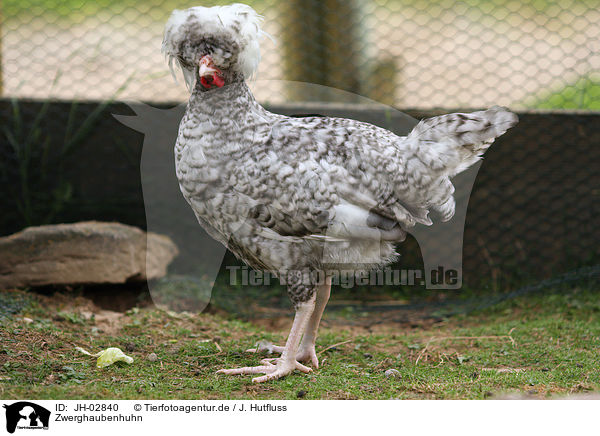 Zwerghaubenhuhn / chicken / JH-02840