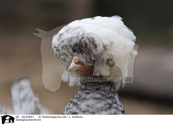 Zwerghaubenhuhn / chicken / JH-02841