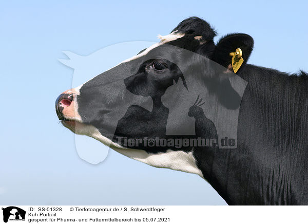 Kuh Portrait / cow portrait / SS-01328