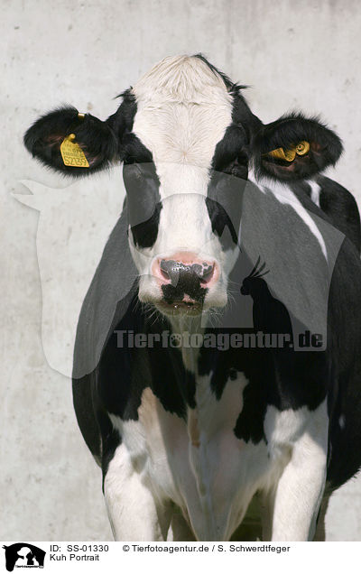 Kuh Portrait / cow portrait / SS-01330