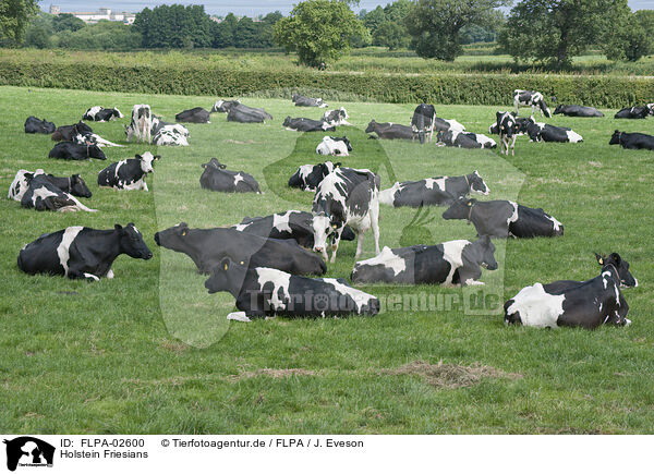 Holstein Friesians / FLPA-02600