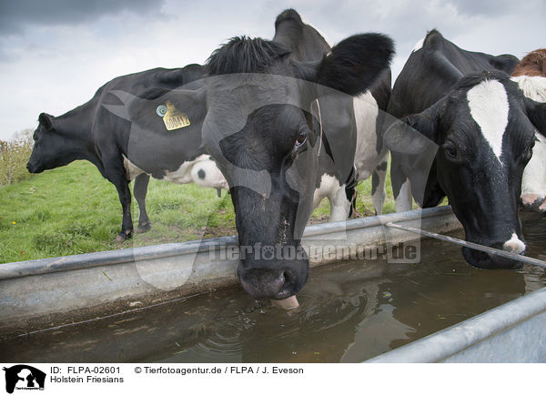Holstein Friesians / FLPA-02601