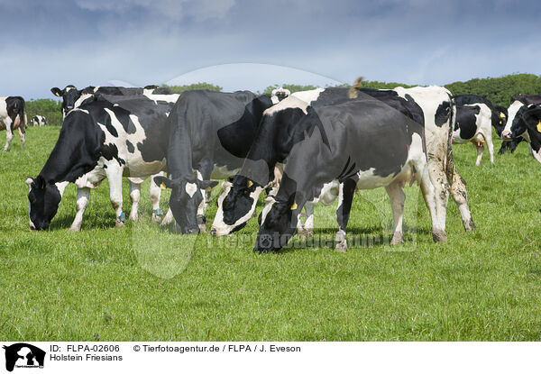 Holstein Friesians / FLPA-02606