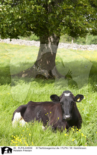 Holstein Friesian / FLPA-02609