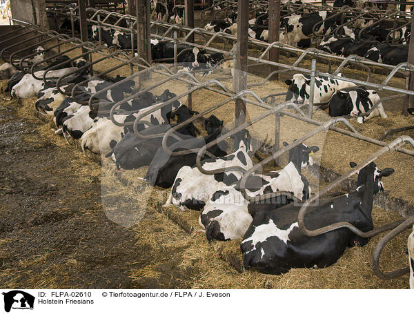 Holstein Friesians / FLPA-02610
