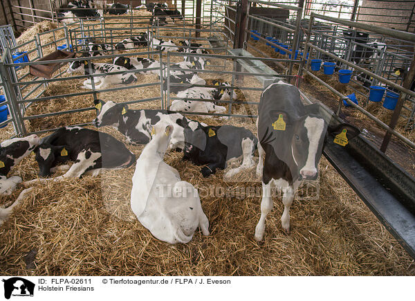 Holstein Friesians / FLPA-02611