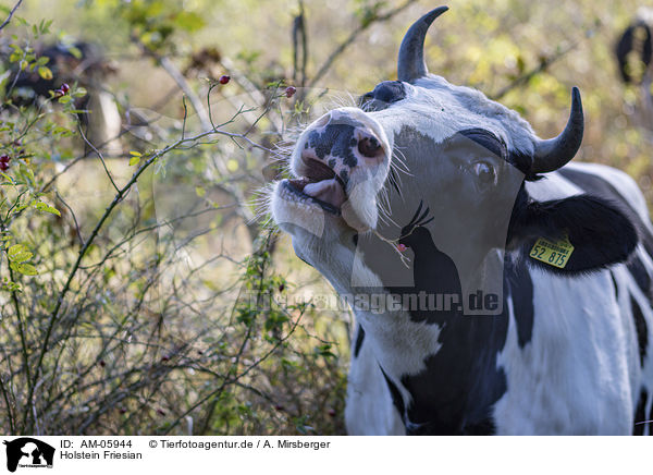 Holstein Friesian / Holstein-Friesian Cattle / AM-05944