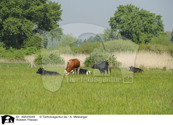 Holstein Friesian / AM-05946