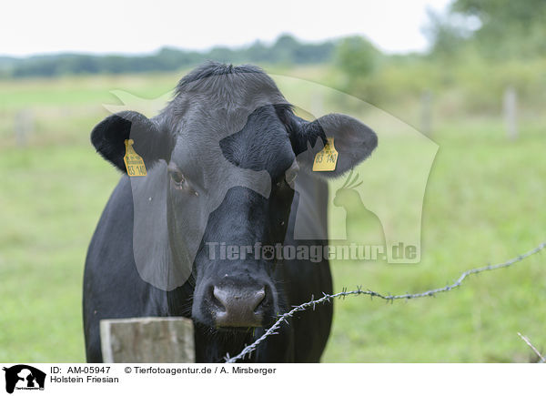 Holstein Friesian / AM-05947