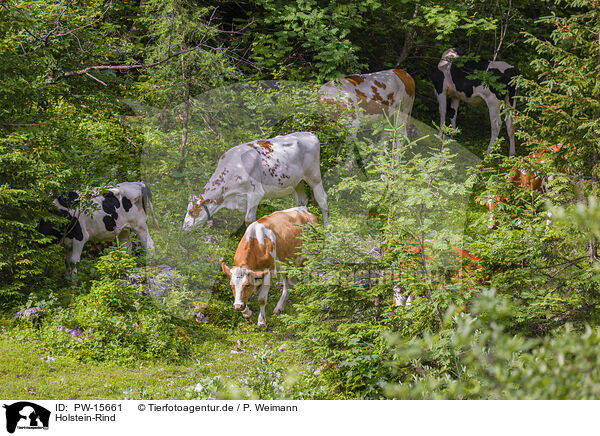 Holstein-Rind / PW-15661