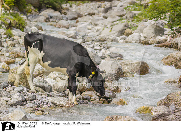 Holstein-Rind / PW-15672