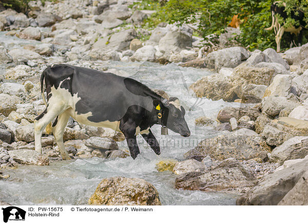 Holstein-Rind / PW-15675