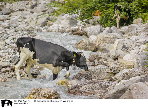 Holstein-Rind / Holstein cattle / PW-15676