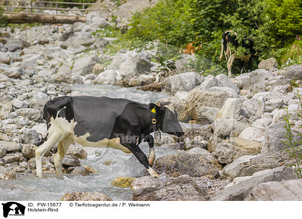 Holstein-Rind / Holstein cattle / PW-15677