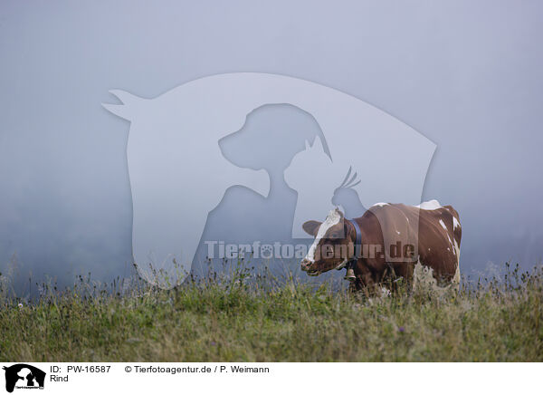 Rind / cattle / PW-16587