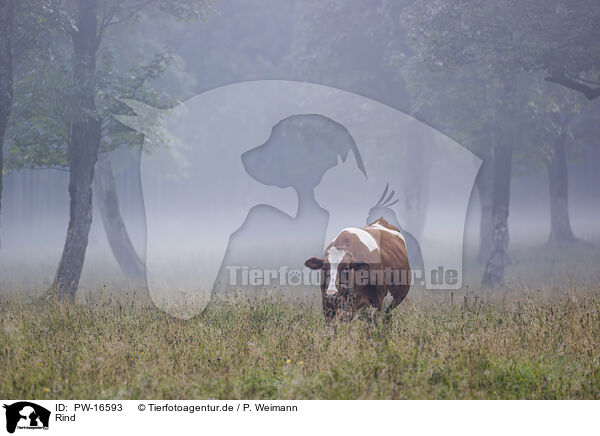 Rind / cattle / PW-16593