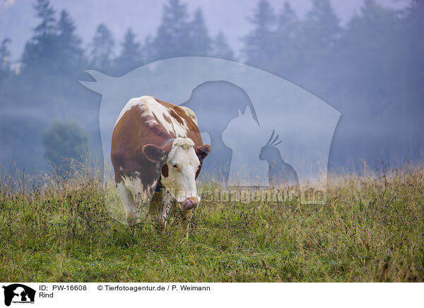 Rind / cattle / PW-16608