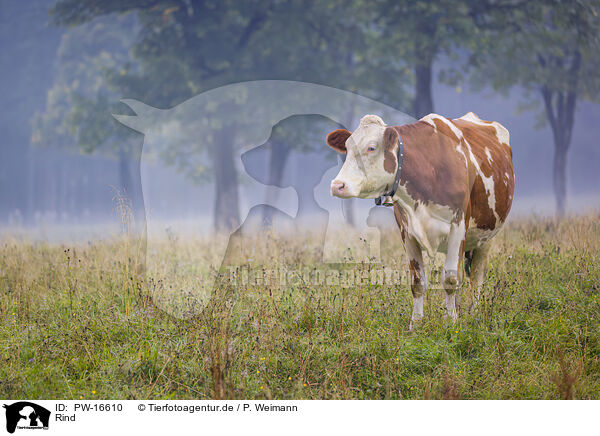 Rind / cattle / PW-16610