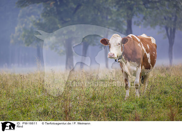 Rind / cattle / PW-16611