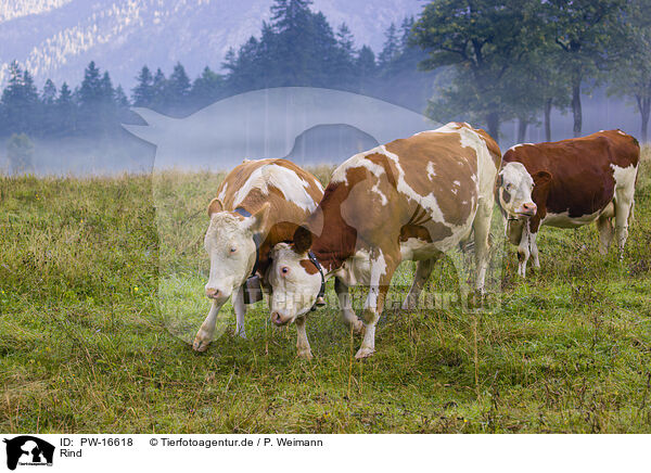 Rind / cattle / PW-16618