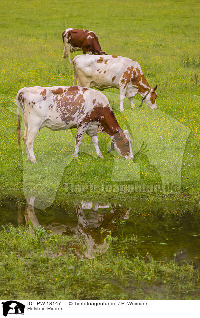 Holstein-Rinder / Red Holstein cattle / PW-18147