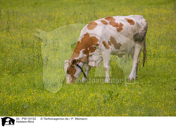 Holstein-Rind / Red Holstein cattle / PW-18152