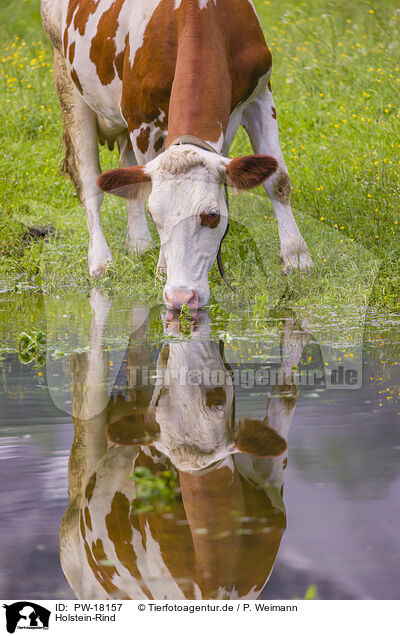 Holstein-Rind / Red Holstein cattle / PW-18157