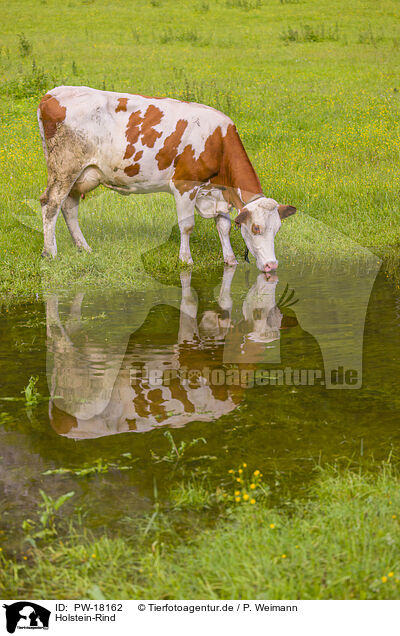 Holstein-Rind / Red Holstein cattle / PW-18162