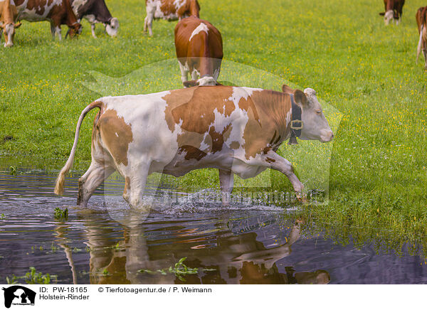 Holstein-Rinder / Red Holstein cattle / PW-18165