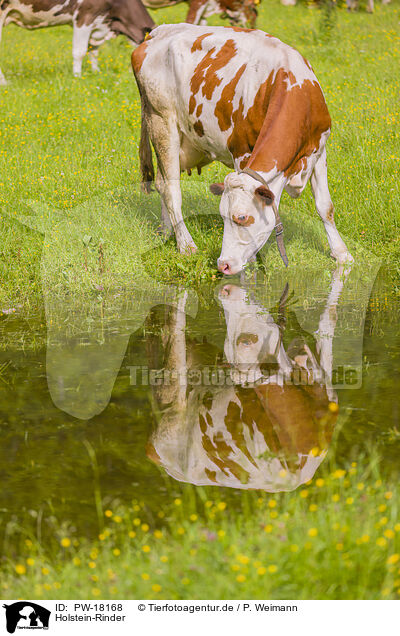 Holstein-Rinder / Red Holstein cattle / PW-18168