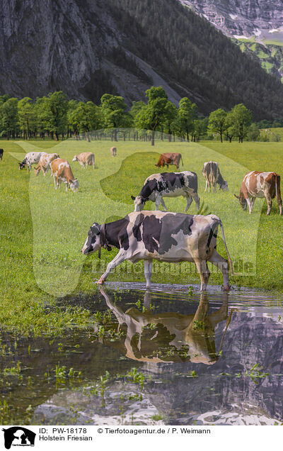 Holstein Friesian / Holstein-Friesian Cattle / PW-18178