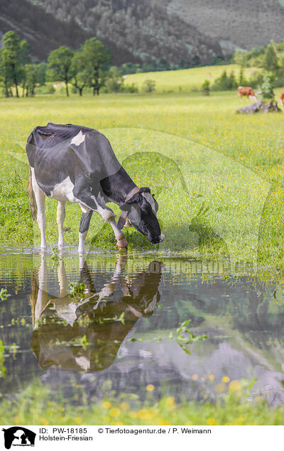 Holstein-Friesian / Holstein-Friesian Cattle / PW-18185