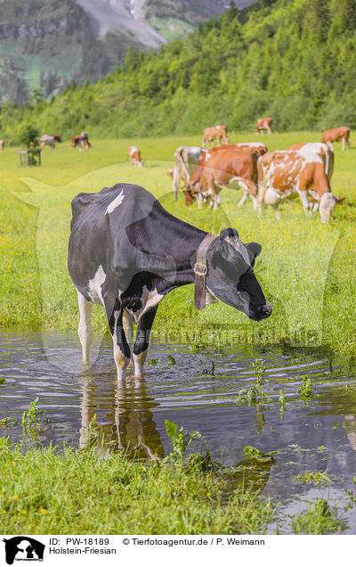 Holstein-Friesian / Holstein-Friesian Cattle / PW-18189