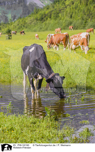 Holstein-Friesian / Holstein-Friesian Cattle / PW-18190