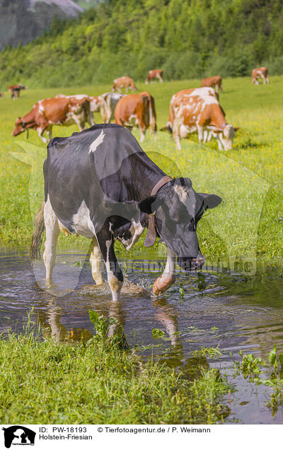 Holstein-Friesian / Holstein-Friesian Cattle / PW-18193