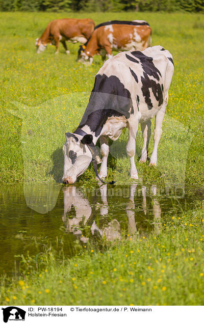 Holstein-Friesian / Holstein-Friesian Cattle / PW-18194