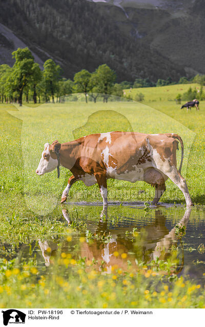 Holstein-Rind / Red Holstein cattle / PW-18196
