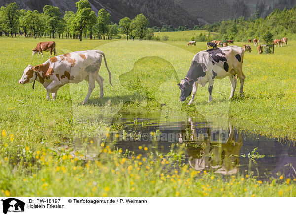 Holstein Friesian / Holstein-Friesian Cattle / PW-18197