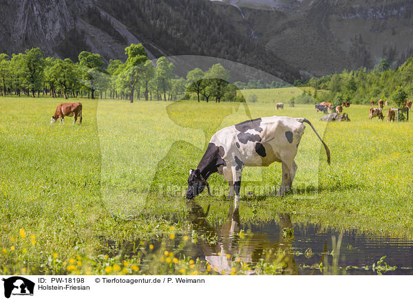 Holstein-Friesian / Holstein-Friesian Cattle / PW-18198