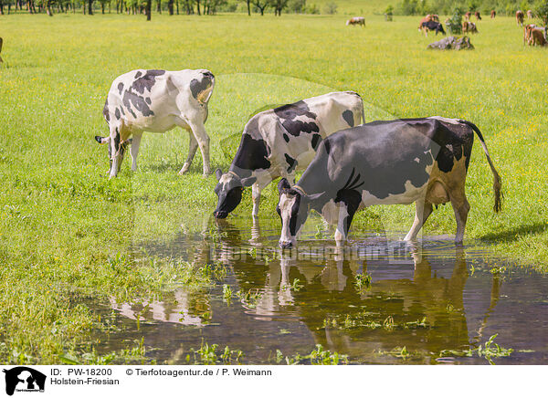 Holstein-Friesian / Holstein-Friesian Cattle / PW-18200