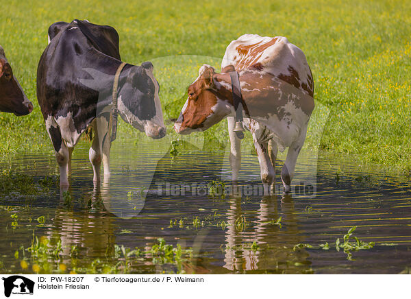 Holstein Friesian / Holstein-Friesian Cattle / PW-18207