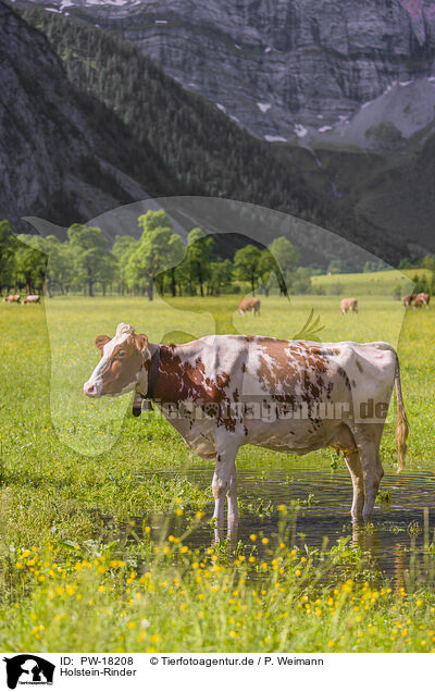 Holstein-Rinder / Red Holstein cattle / PW-18208