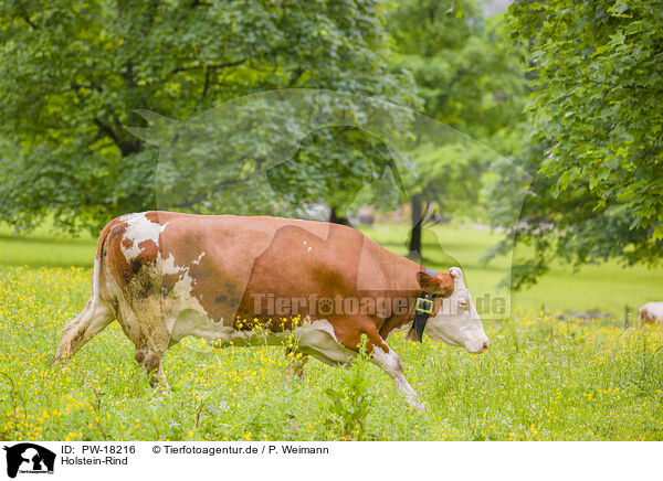 Holstein-Rind / Red Holstein cattle / PW-18216