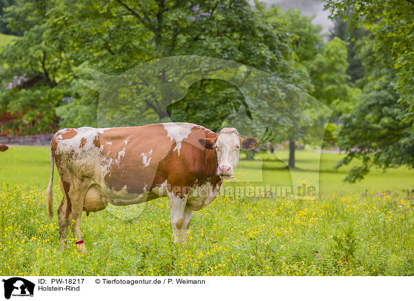 Holstein-Rind / Red Holstein cattle / PW-18217