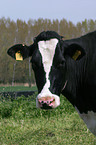 Holstein Friesian Kuh