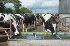 Holstein Friesians