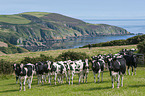 Holstein Friesians