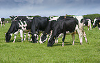Holstein Friesians