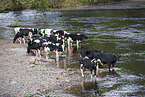 Holstein Friesians