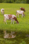 Holstein-Rinder